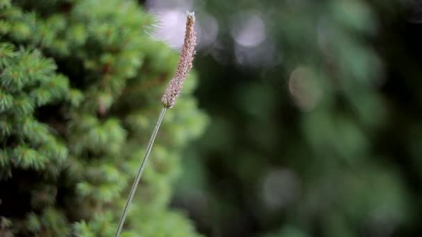 Het Grassprietje Zwaait Onder Invloed Van Een Kleine Wind — Stockvideo