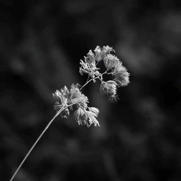 Zwart Wit Foto Van Een Plant — Stockfoto