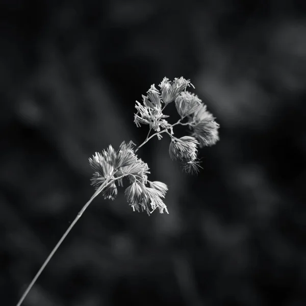 Foto Preto Branco Uma Planta — Fotografia de Stock