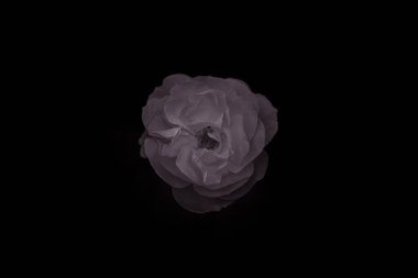 Beyaz gül, siyah arkaplan.