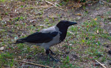 CAGLIARI, ITALY - 19 Temmuz 2020: bir gri karga, Corvus cornix, yakın görülen bir çim çayırı üzerinde
