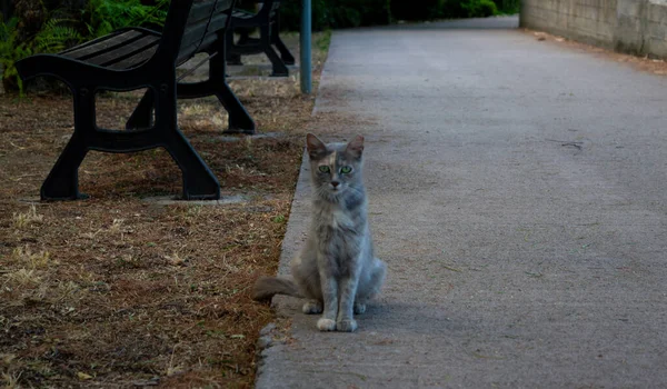 Cagliari Italy July 2020 Young Gray Cat Green Eyes Sitting — Stock Photo, Image