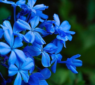 Mavi muska çiçekleri kapanıyor.