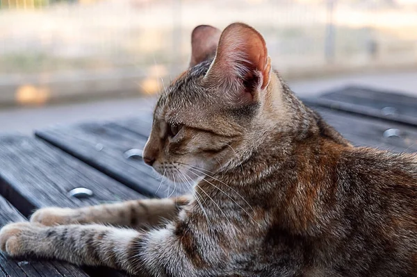 Cagliari Sardinia Itálie Srpna 2020 Pruhovaná Rozkošná Kočka Odpočívající Stole — Stock fotografie