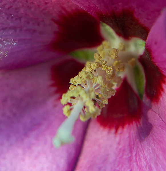 Pink Hybiscus Syracusan Flower Macro Pollen — Stock Photo, Image