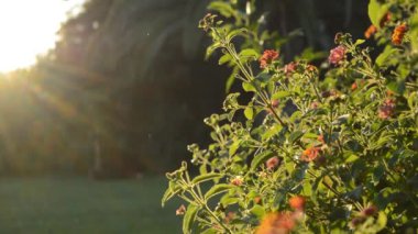 Güzel Sunset Against Meadow portakal çiçekleri ve bir kadın bulanık arka planda spor yapıyor.