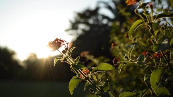 Vacker Solnedgång Mot Ängen Orange Blommor Blåsig Dag — Stockvideo