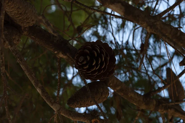 Fermer Cônes Pin Sur Arbre Avec Ciel Arrière Plan Dans — Photo