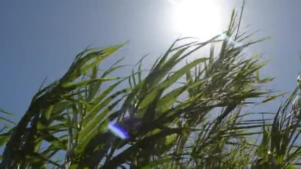 Arundo Donax Bastonları Bir Yaz Gününde Rüzgarla Hareket Eder — Stok video