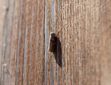 Gri güveyi ahşap kanatlarla kapatın, kılık değiştirin, kamufle olun