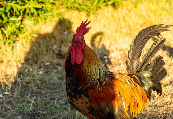 Funny Close Head Portrait Male Chicken Rooster Beautiful Orange Feathers — Stock Photo, Image