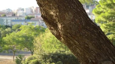 Bir yaz gününde çam ağacından arka planda bulanık bir şehre, güneşli bir şehir parkı pan ağacıyla dönmek.