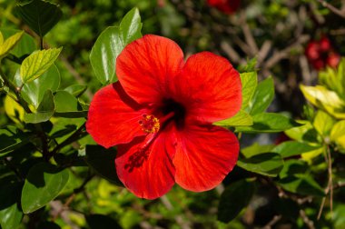 Yeşil arka planda gerçekten güzel bir kırmızı amber çiçeği.