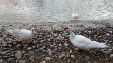 İki komik ördek göletin yanında muhabbet ediyor. Moscovy Duck Cairina moschata