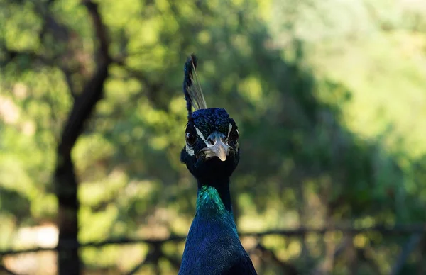 Hermosa Cabeza Pavo Real Retrato Hermoso Pavo Real Macho Cerca — Foto de Stock