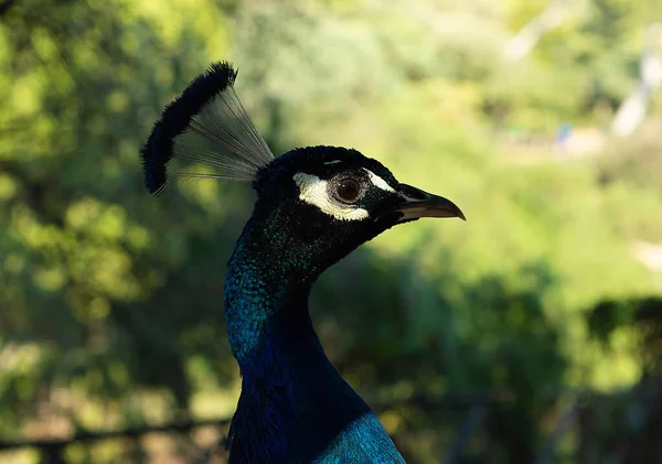 Cabeça Pavão Bonita Retrato Belo Pavão Macho Perto Perfil Visão — Fotografia de Stock