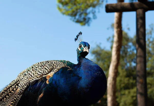 Prachtige Pauwenkop Portret Van Een Prachtige Mannelijke Pauw Met Veren — Stockfoto