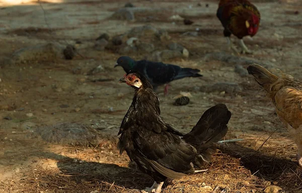 Jonge Hen Zwart Kip Achtergrond Natuurlijke Dierlijke Levensstijl Landbouw Tuin — Stockfoto