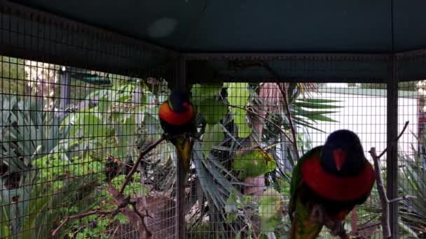 Pareja Loros Una Jaula Loro Salta Mira Cámara — Vídeos de Stock