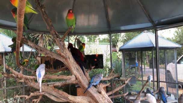 许多多色的鹦鹉在笼中 鹦鹉栖息在笼中的树枝上 绿鹦鹉 蓝鹦鹉 笼中的白鹦鹉 — 图库视频影像