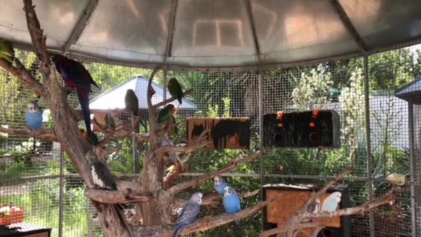 许多巨大的彩色鹦鹉在笼子里休息 — 图库视频影像