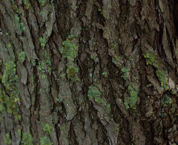 Moss on dark wood texture close up