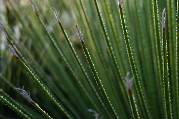dasylirion serratifolium asparagaceae - Meksika bitkisi - botanik