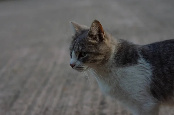 Gato Bonito Parque Ourdoor Espaço Cópia — Fotografia de Stock