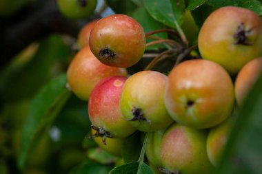 Crab apples ripening on a tree in England during the autumn. clipart