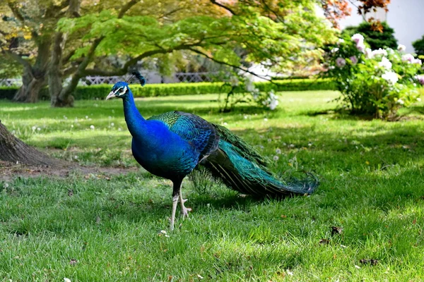 Niebieski Paw Piękny Ptak Parku Trawie Profilu — Zdjęcie stockowe