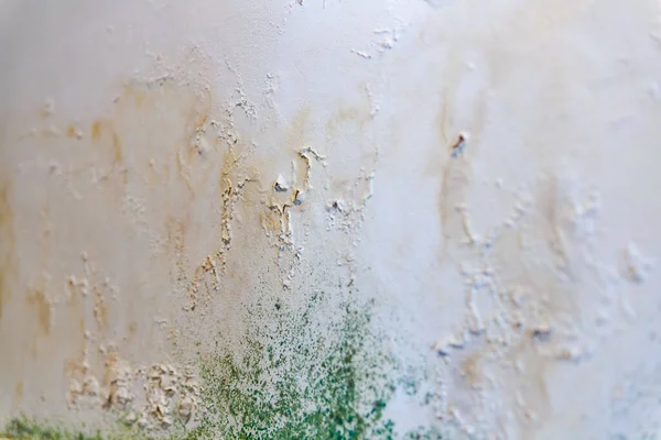 Closeup of mold fungus wall on white background. Cause of allergies. Health care.