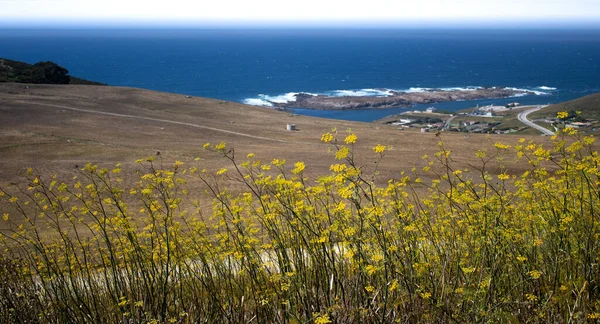 Flores Amarelas Montanha Com Mar Fundo — Fotografia de Stock