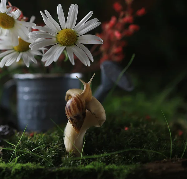 Natureza Morta Com Passa Corinto Vermelha — Fotografia de Stock