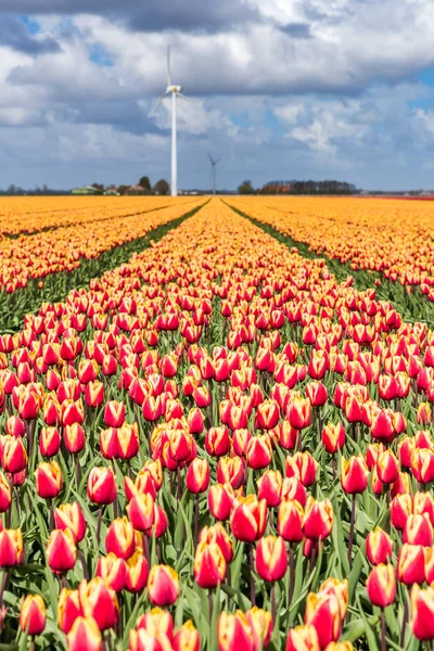 Campo Tulipani Con Turbine Eoliche Sullo Sfondo Olanda Settentrionale Paesi — Foto Stock