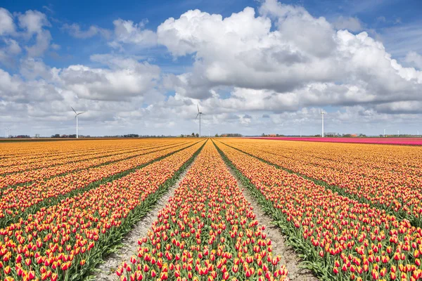 Ett Fält Med Tulpaner Med Vindkraftverk Bakgrunden Noord Holland Nederländerna — Stockfoto