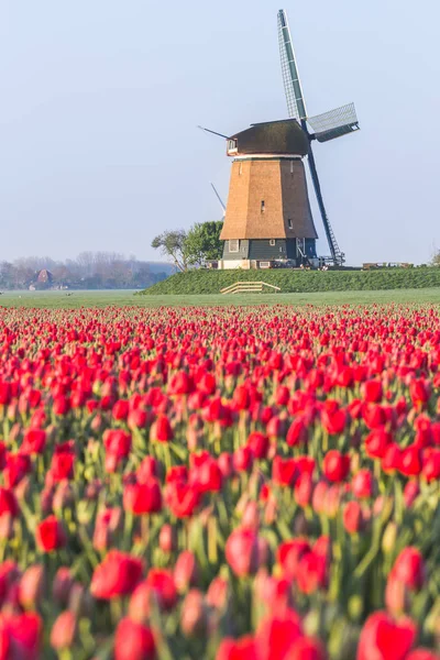 Campo Tulipani Rossi Mulino Vento Sullo Sfondo Koggenland Olanda Settentrionale — Foto Stock