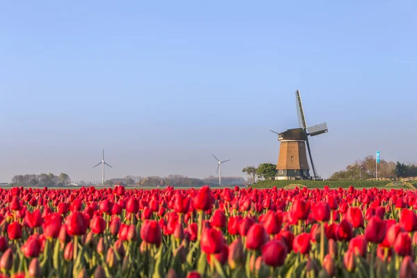 Champ Tulipes Rouges Moulin Vent Sur Fond Koggenland Hollande Septentrionale — Photo