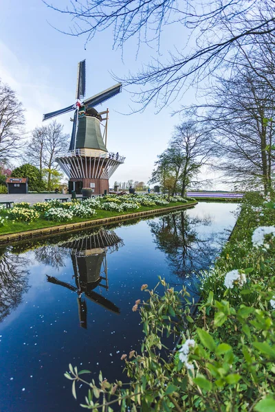 Szélmalom Tulipánok Keukenhof Kertek Lisse Dél Holland Tartomány Hollandia — Stock Fotó