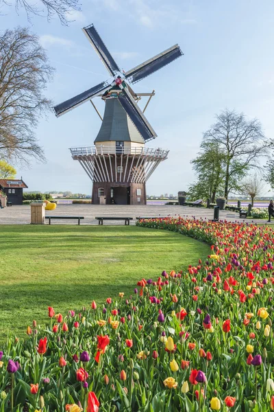 Вітряк Тюльпанів Сади Кекенхоф Lisse Провінції Південна Голландія Нідерланди — стокове фото