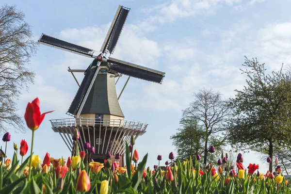 Windmill Tulips Keukenhof Gardens Lisse South Holland Province Netherlands — Stock Photo, Image