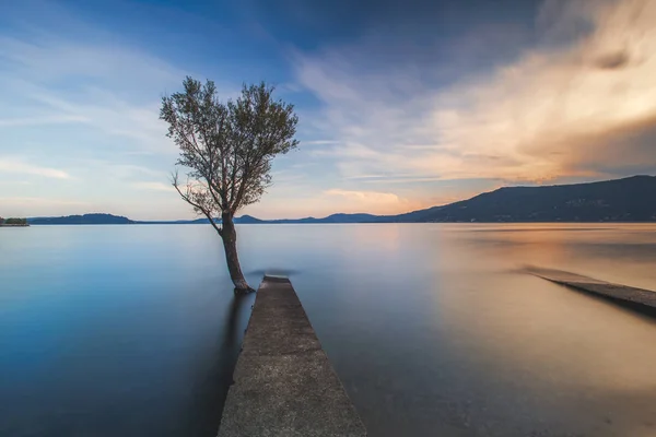 Lonely Tree Arolo Pier Autumnal Sunset Arolo Leggiuno Lake Maggiore — Stock Photo, Image