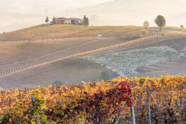 Çiftlik şaraphane bağ Langhe bölgesinde, Piedmont, İtalya
