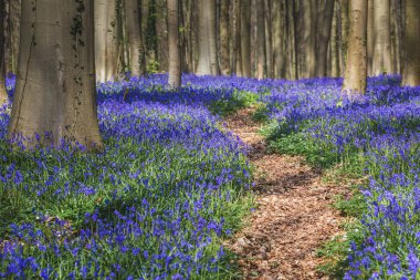Bluebells kayın ormanı, Hallerbos, Belçika