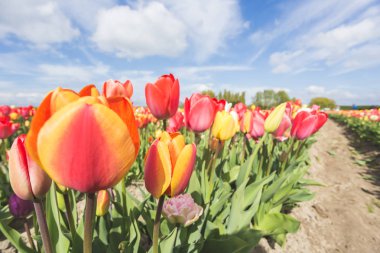 Renkli lale alan ve mavi gökyüzünde bulutlar. Yersekendam, Zeeland Eyaleti, Hollanda.
