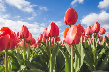 Bahar bloom Oude-Tonge Goeree-Overflakkee Güney Hollanda Hollanda Avrupa alanlarında sırasında kırmızı lale yakın çekim