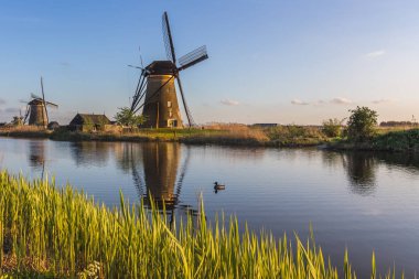 Tarafından sarı çiçekler bahar doğal Molenwaard Güney Hollanda Hollanda Avrupa çerçeveli geleneksel Hollanda yel değirmenleri