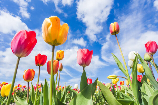 Multicoloured tulip field and clouds in the blue sky. Yersekendam, Zeeland province, Netherlands.