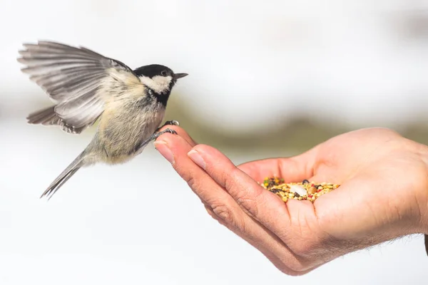 Wild Chickadee birds eat out of stylish man\'s hands in snowy forest environment