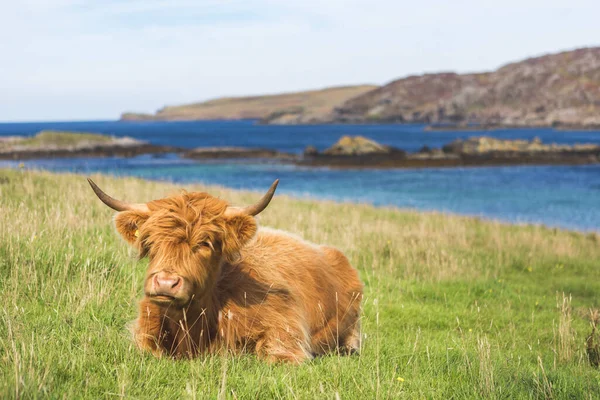 Highland Cattle Cow Landscape Scotland — Stock Photo, Image