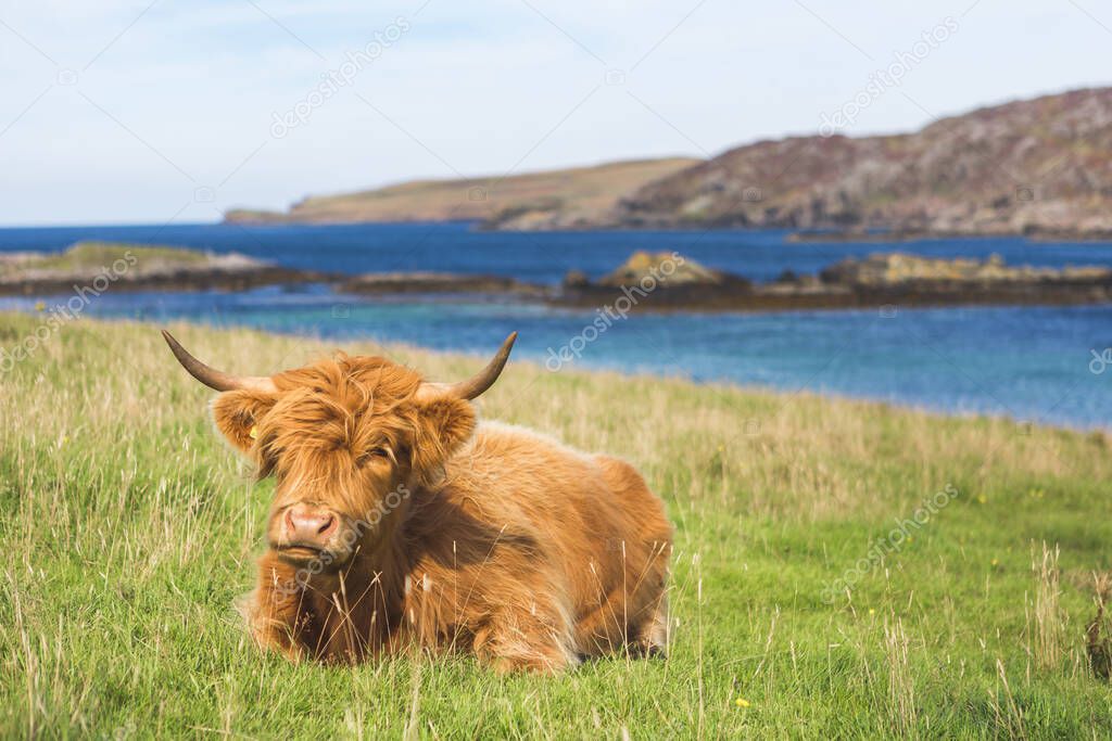 Highland cattle cow in landscape, Scotland